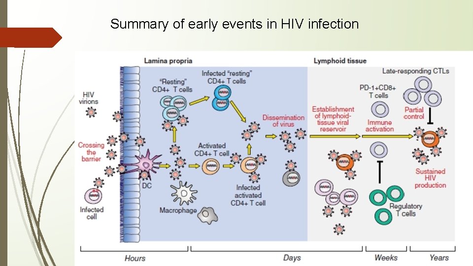 Summary of early events in HIV infection 