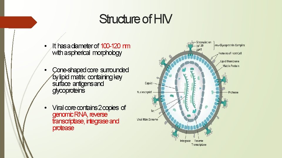 Structure of HIV • It hasadiameter of 100 -120 nm with aspherical morphology •