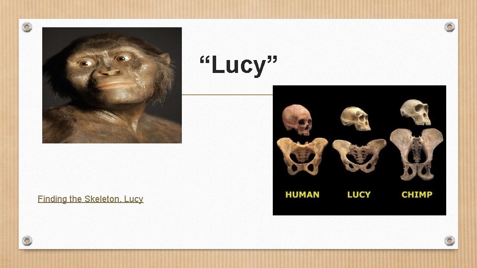“Lucy” Finding the Skeleton, Lucy 