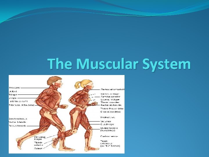 The Muscular System 