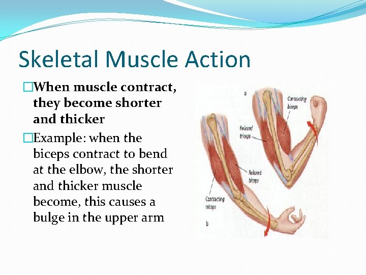 Skeletal Muscle Action �When muscle contract, they become shorter and thicker �Example: when the