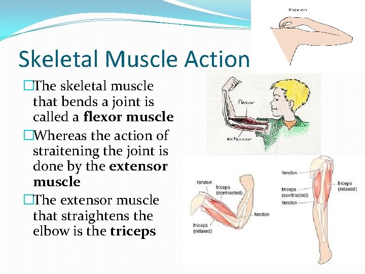 Skeletal Muscle Action �The skeletal muscle that bends a joint is called a flexor