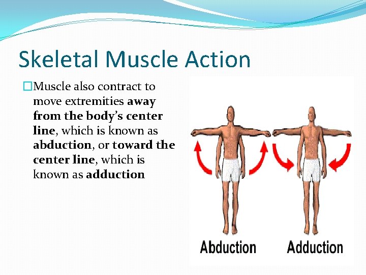 Skeletal Muscle Action �Muscle also contract to move extremities away from the body’s center