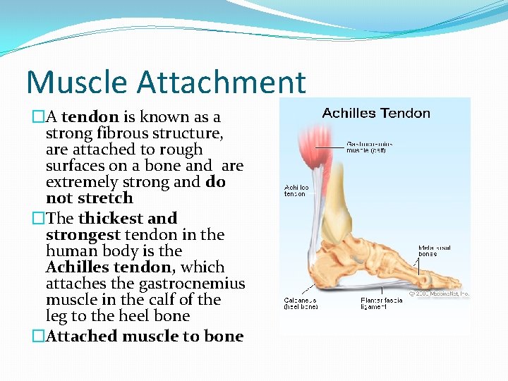 Muscle Attachment �A tendon is known as a strong fibrous structure, are attached to