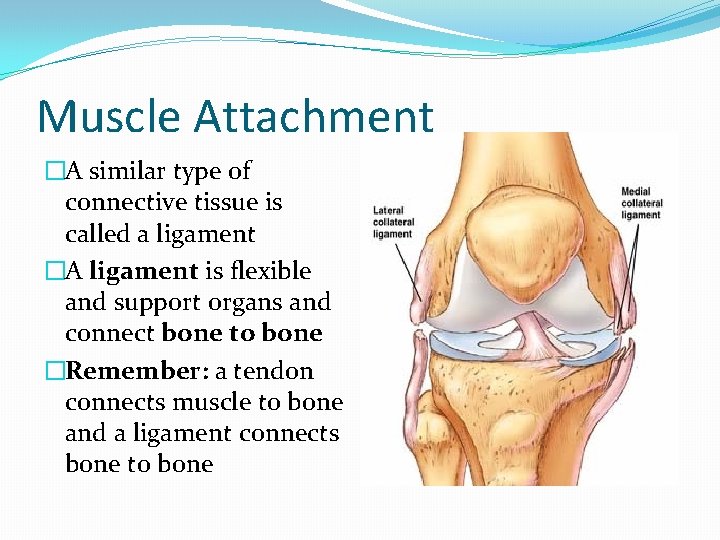 Muscle Attachment �A similar type of connective tissue is called a ligament �A ligament