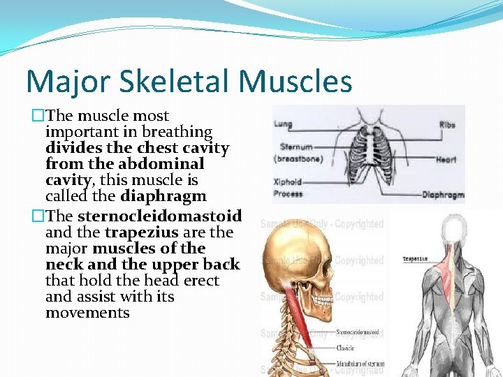 Major Skeletal Muscles �The muscle most important in breathing divides the chest cavity from