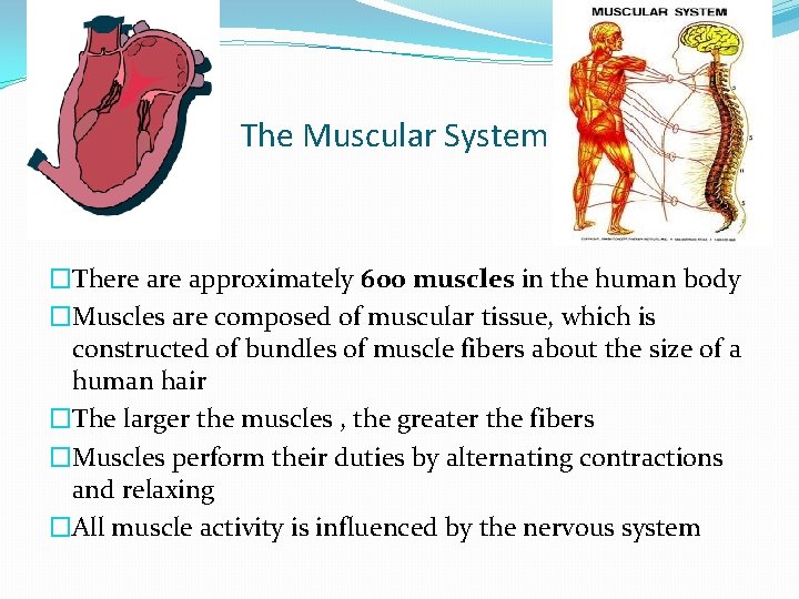 The Muscular System �There approximately 600 muscles in the human body �Muscles are composed