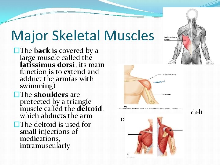 Major Skeletal Muscles �The back is covered by a large muscle called the latissimus