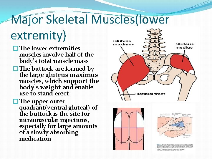 Major Skeletal Muscles(lower extremity) �The lower extremities muscles involve half of the body’s total