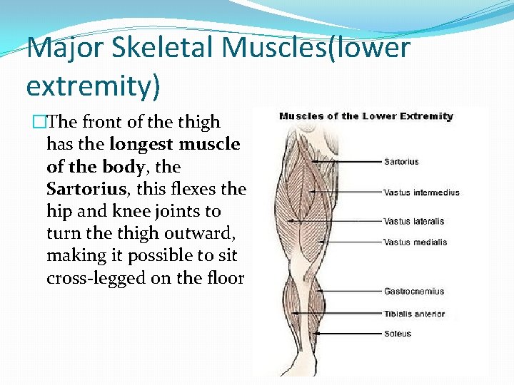 Major Skeletal Muscles(lower extremity) �The front of the thigh has the longest muscle of