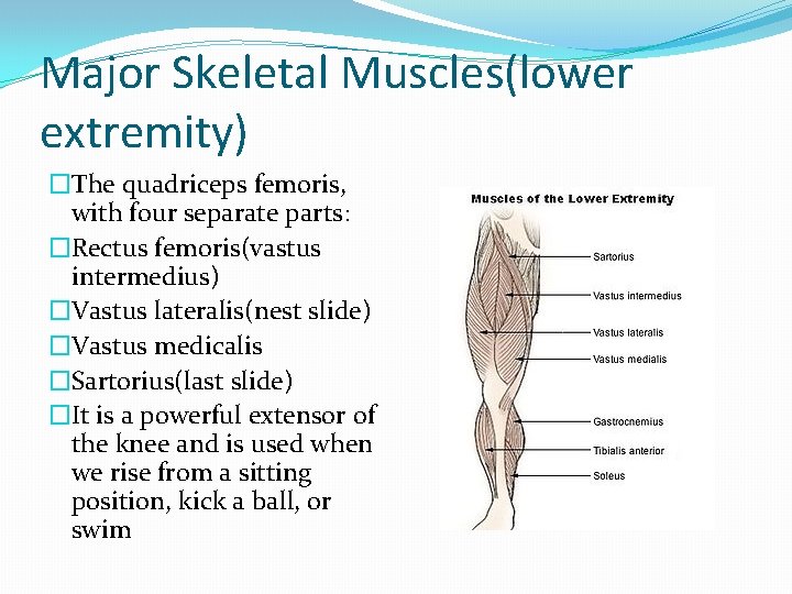 Major Skeletal Muscles(lower extremity) �The quadriceps femoris, with four separate parts: �Rectus femoris(vastus intermedius)