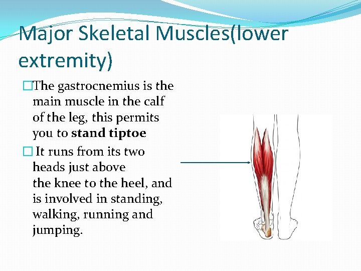 Major Skeletal Muscles(lower extremity) �The gastrocnemius is the main muscle in the calf of