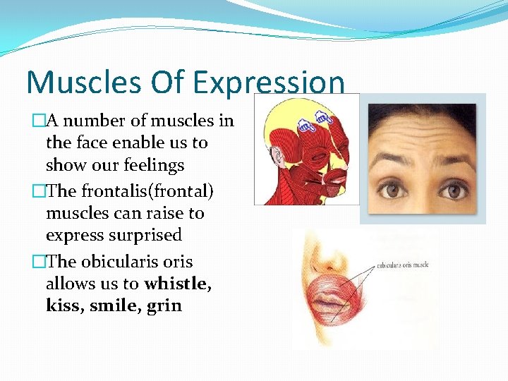 Muscles Of Expression �A number of muscles in the face enable us to show
