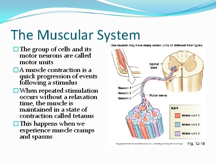 The Muscular System �The group of cells and its motor neurons are called motor