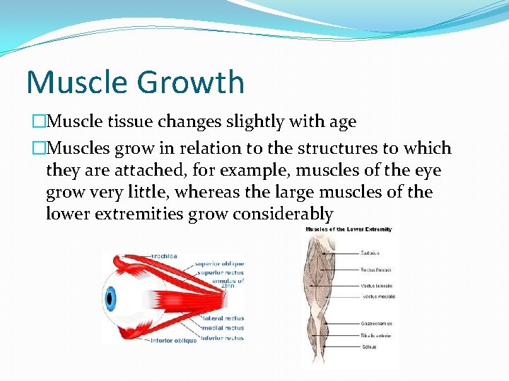Muscle Growth �Muscle tissue changes slightly with age �Muscles grow in relation to the