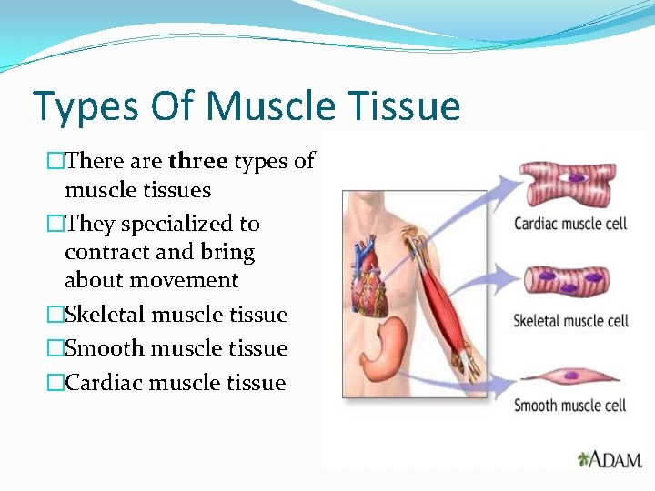Types Of Muscle Tissue �There are three types of muscle tissues �They specialized to