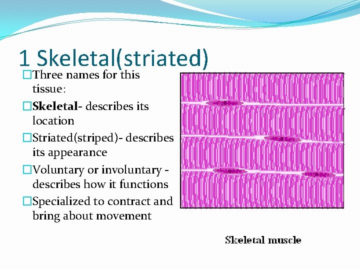 1�Three names for this Skeletal(striated) tissue: �Skeletal- describes its location �Striated(striped)- describes its appearance