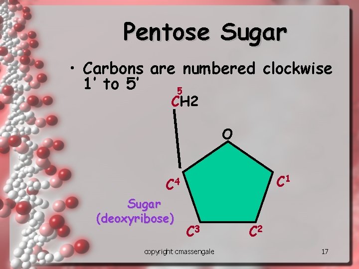 Pentose Sugar • Carbons are numbered clockwise 1’ to 5’ 5 CH 2 O