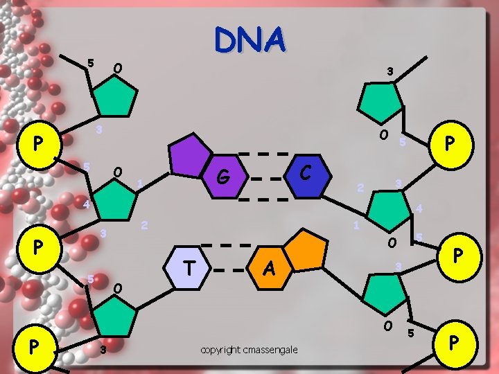 5 DNA O 3 3 P 5 O O C G 1 P 5