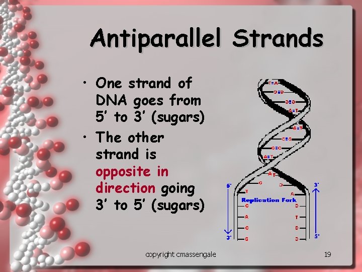 Antiparallel Strands • One strand of DNA goes from 5’ to 3’ (sugars) •