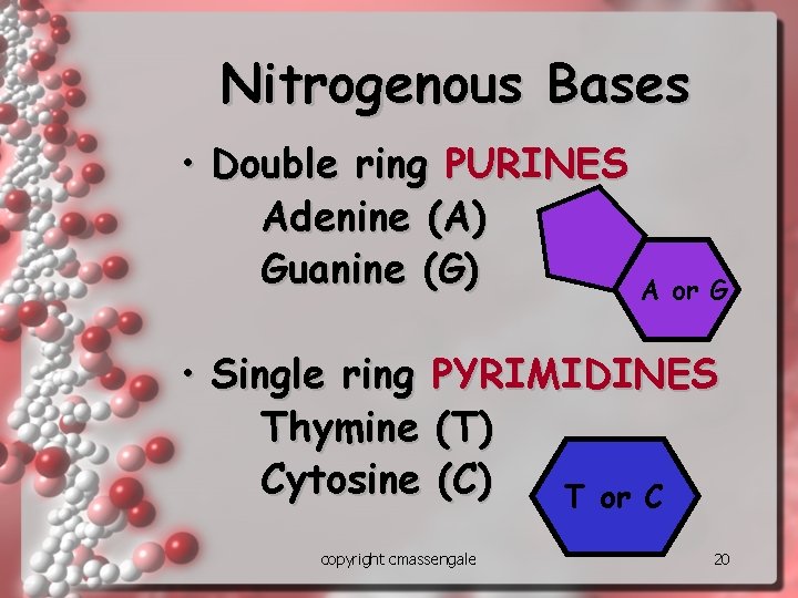 Nitrogenous Bases • Double ring PURINES Adenine (A) Guanine (G) A or G •