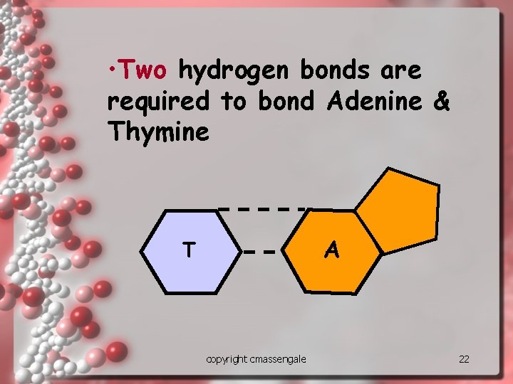  • Two hydrogen bonds are required to bond Adenine & Thymine A T