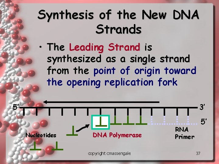 Synthesis of the New DNA Strands • The Leading Strand is synthesized as a