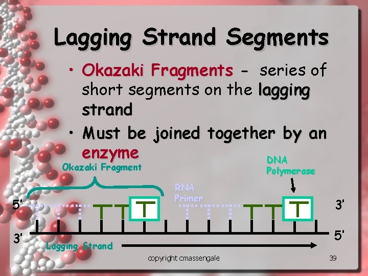 Lagging Strand Segments • Okazaki Fragments - series of short segments on the lagging