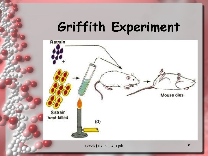 Griffith Experiment copyright cmassengale 5 