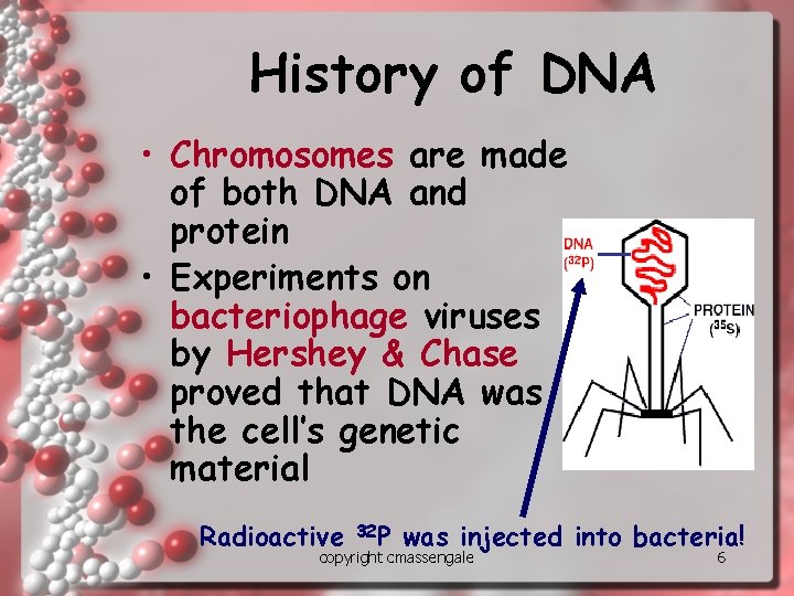 History of DNA • Chromosomes are made of both DNA and protein • Experiments