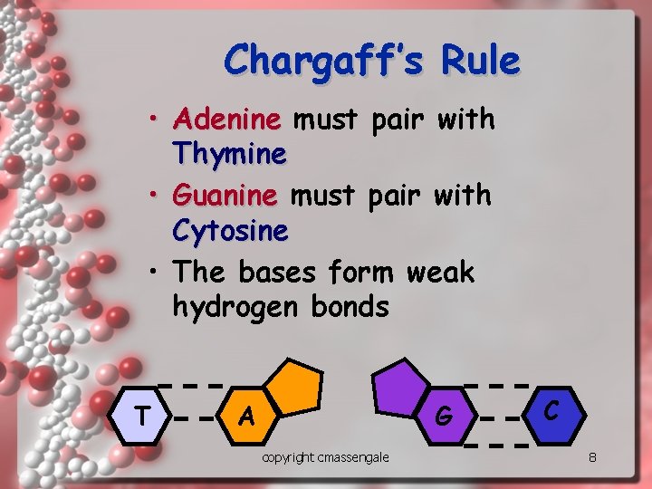 Chargaff’s Rule • Adenine must pair with Thymine • Guanine must pair with Cytosine