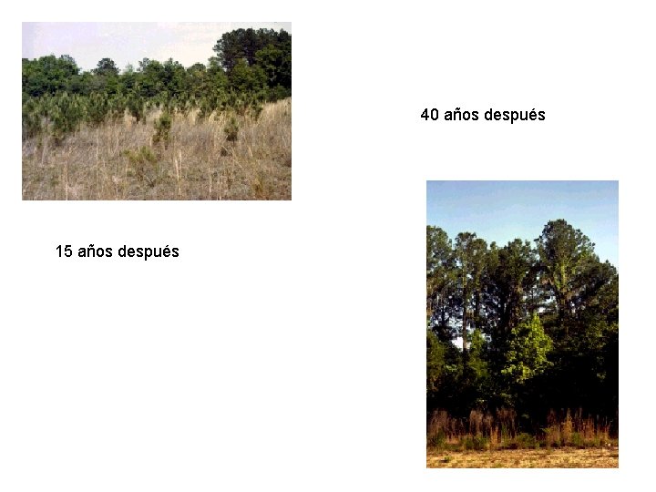 40 años después 15 años después 