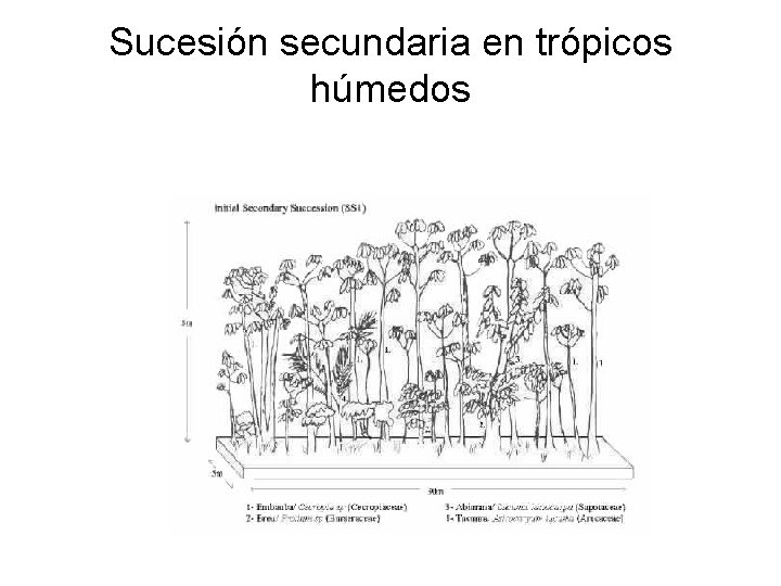 Sucesión secundaria en trópicos húmedos 