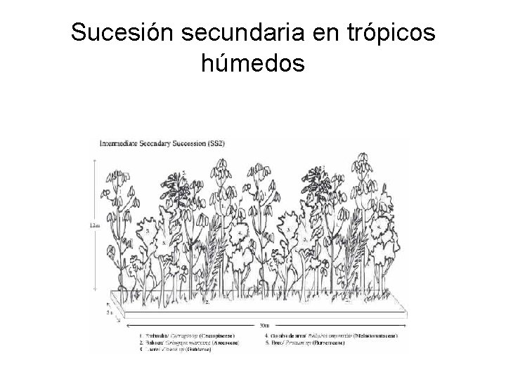 Sucesión secundaria en trópicos húmedos 