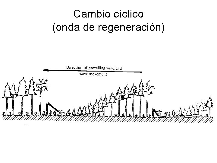 Cambio cíclico (onda de regeneración) 
