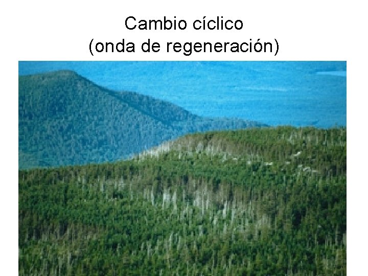 Cambio cíclico (onda de regeneración) 