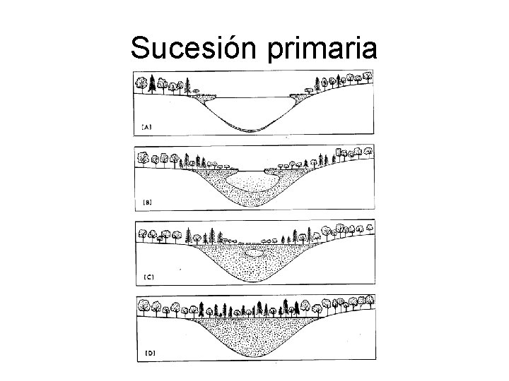 Sucesión primaria 