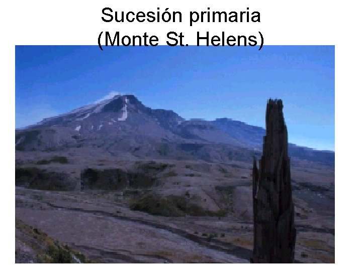 Sucesión primaria (Monte St. Helens) 