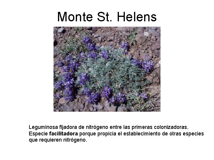 Monte St. Helens Leguminosa fijadora de nitrógeno entre las primeras colonizadoras. Especie facilitadora porque