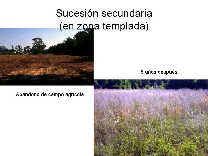 Sucesión secundaria (en zona templada) 5 años después Abandono de campo agrícola 