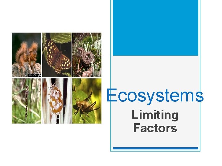 Ecosystems Limiting Factors 