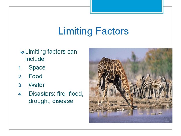 Limiting Factors Limiting 1. 2. 3. 4. factors can include: Space Food Water Disasters: