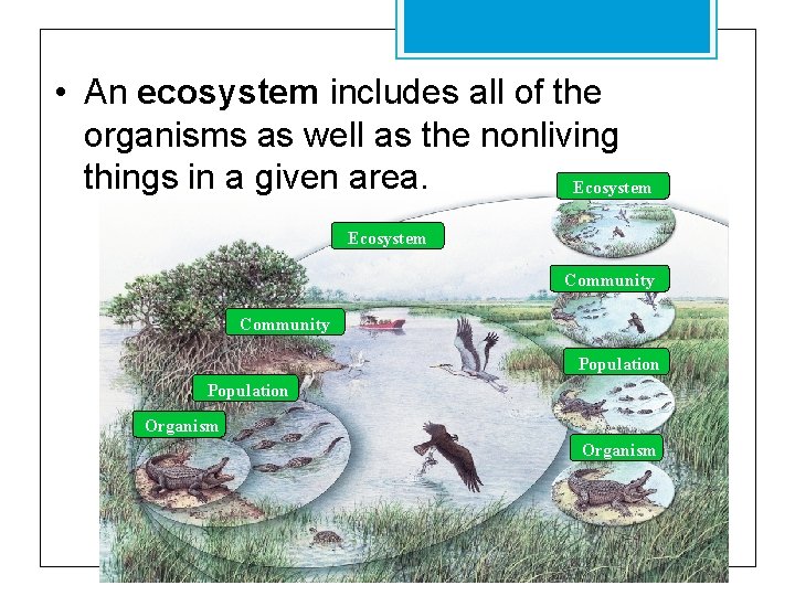  • An ecosystem includes all of the organisms as well as the nonliving