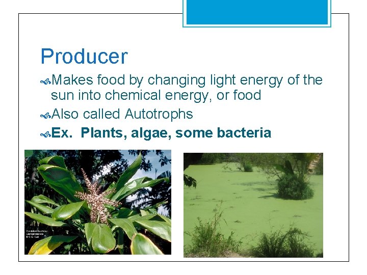 Producer Makes food by changing light energy of the sun into chemical energy, or