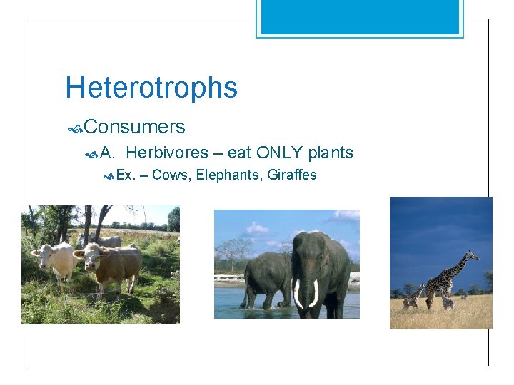 Heterotrophs Consumers A. Herbivores – eat ONLY plants Ex. – Cows, Elephants, Giraffes 