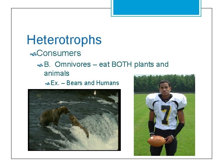 Heterotrophs Consumers B. Omnivores – eat BOTH plants and animals Ex. – Bears and