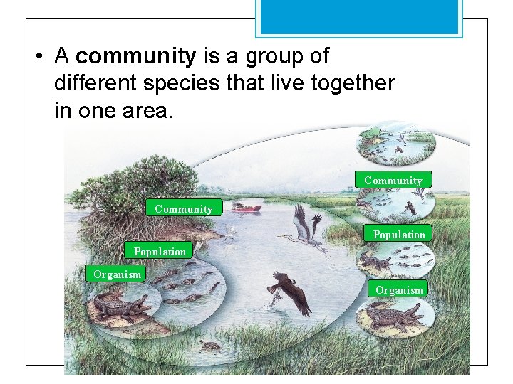  • A community is a group of different species that live together in