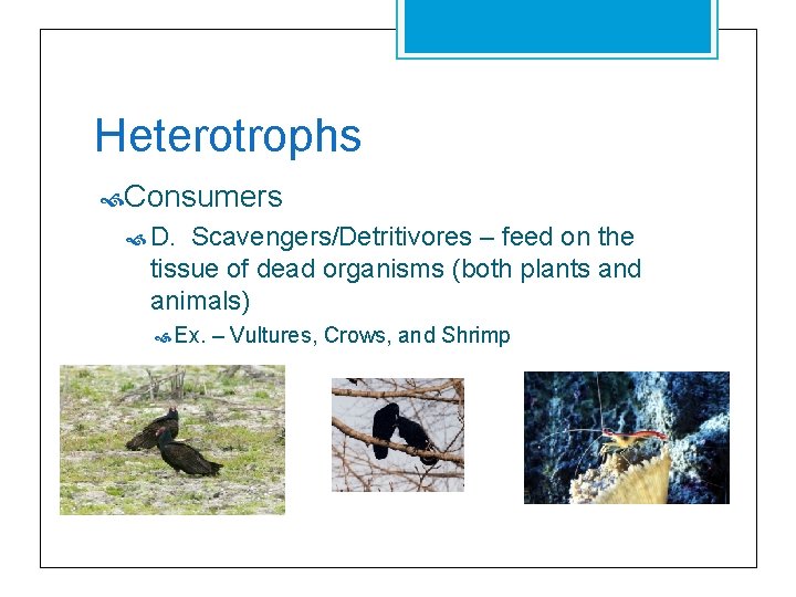 Heterotrophs Consumers D. Scavengers/Detritivores – feed on the tissue of dead organisms (both plants