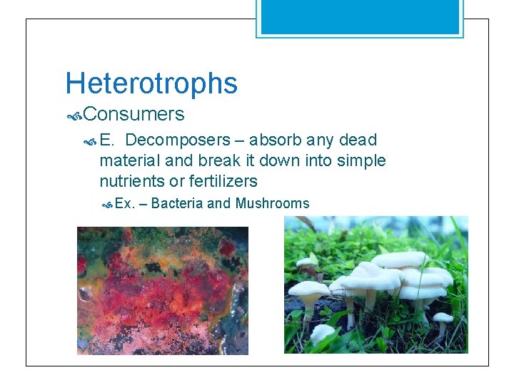 Heterotrophs Consumers E. Decomposers – absorb any dead material and break it down into