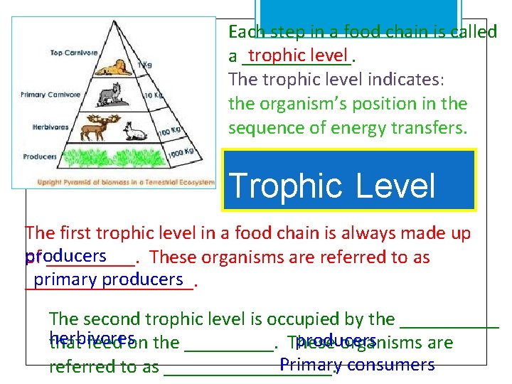 Each step in a food chain is called trophic level a ______. The trophic